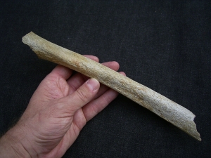 Cro Magnon Femur