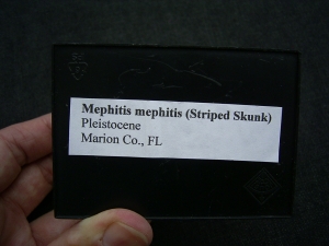 Mephitis Schädel in Box