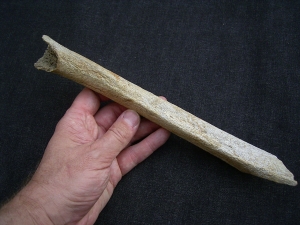 Cro Magnon Femur