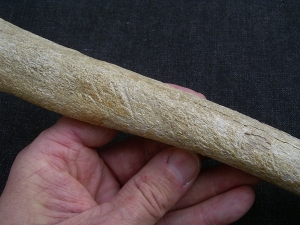 Cro Magnon Femur