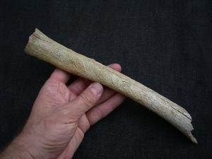 Cro Magnon Femur