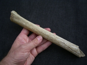 Cro Magnon Femur