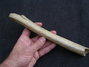 Cro Magnon Femur