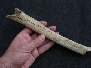 Cro Magnon Femur