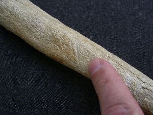 Cro Magnon Femur