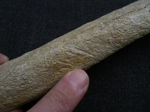 Cro Magnon Femur