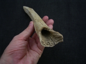 Cro Magnon Femur