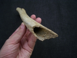 Cro Magnon Femur