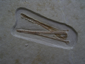 Flugsaurier Schädel aus Solnhofen