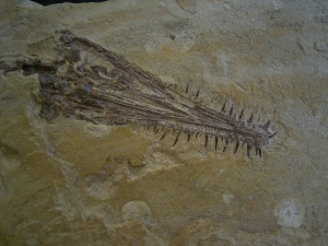 Mesosaurus Schaedel und Teilskelett