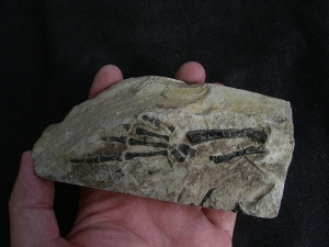 Claudiosaurus germaini, Fuss-Skelett