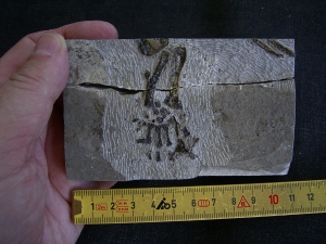 Claudiosaurus germaini Hand-Skelett