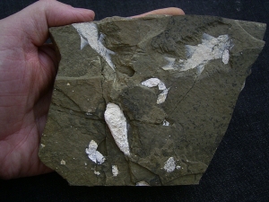 Z -Elonichthys Fische aus dem Deutschen Perm