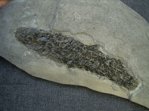 Quastenflosser Osteolepis