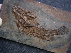 Palaeoperca, Messel-Fisch