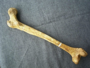 Femur von Homo Rudolphensis