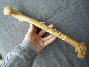 Femur von Homo Rudolphensis