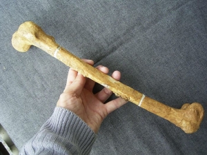 Femur von Homo Rudolphensis