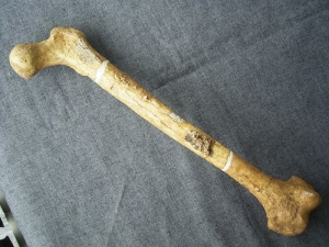 Femur von Homo Rudolphensis